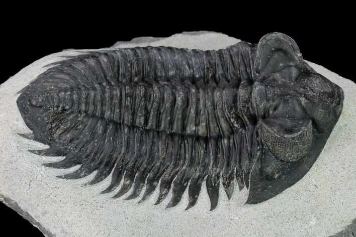 Coltraneia Trilobite Fossil - Huge Faceted Eyes #153974